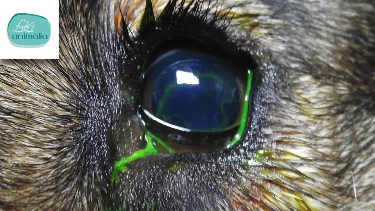 Úlceras corneales en perros - Parte 1 - Blog sobre Perros