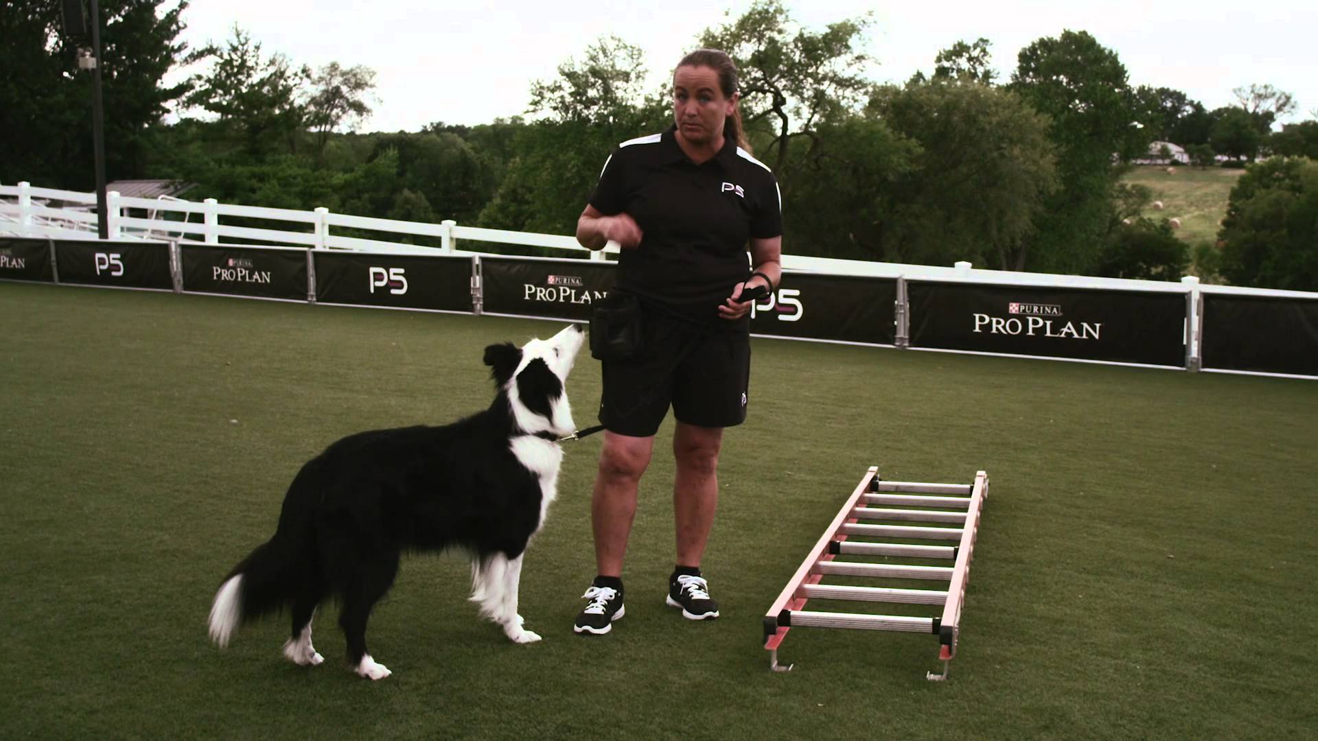Dog Strength Training Ladder Walk Pro Plan P5 Training Blog sobre