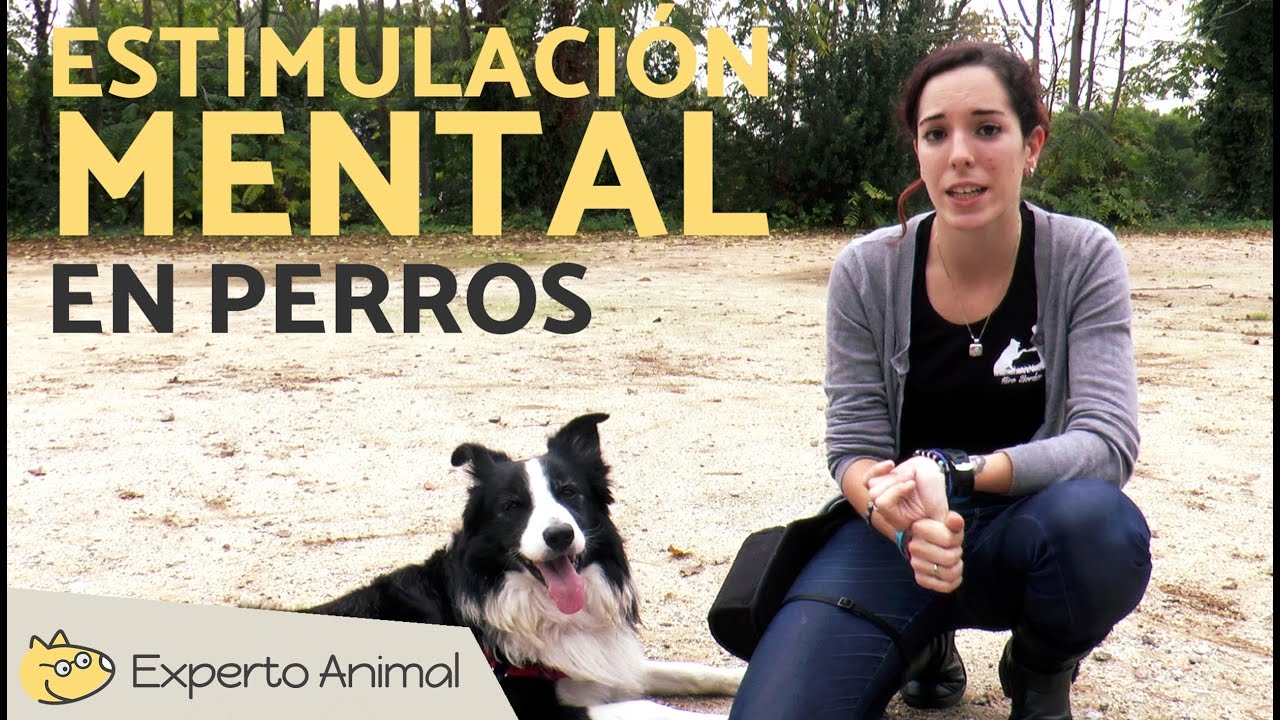 juegos mentales para border collie