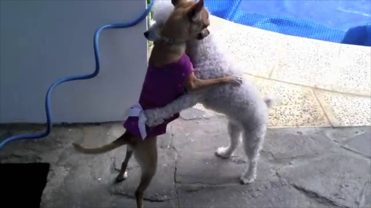 Chihuahua y Caniche bailando!! - sobre