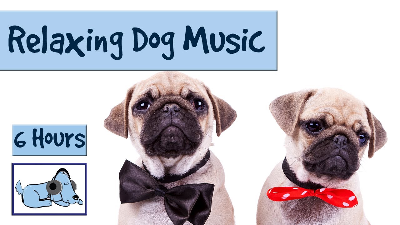 Destructivo Cartas credenciales Aptitud 6 HORAS de Música relajante para perros - Blog sobre Perros