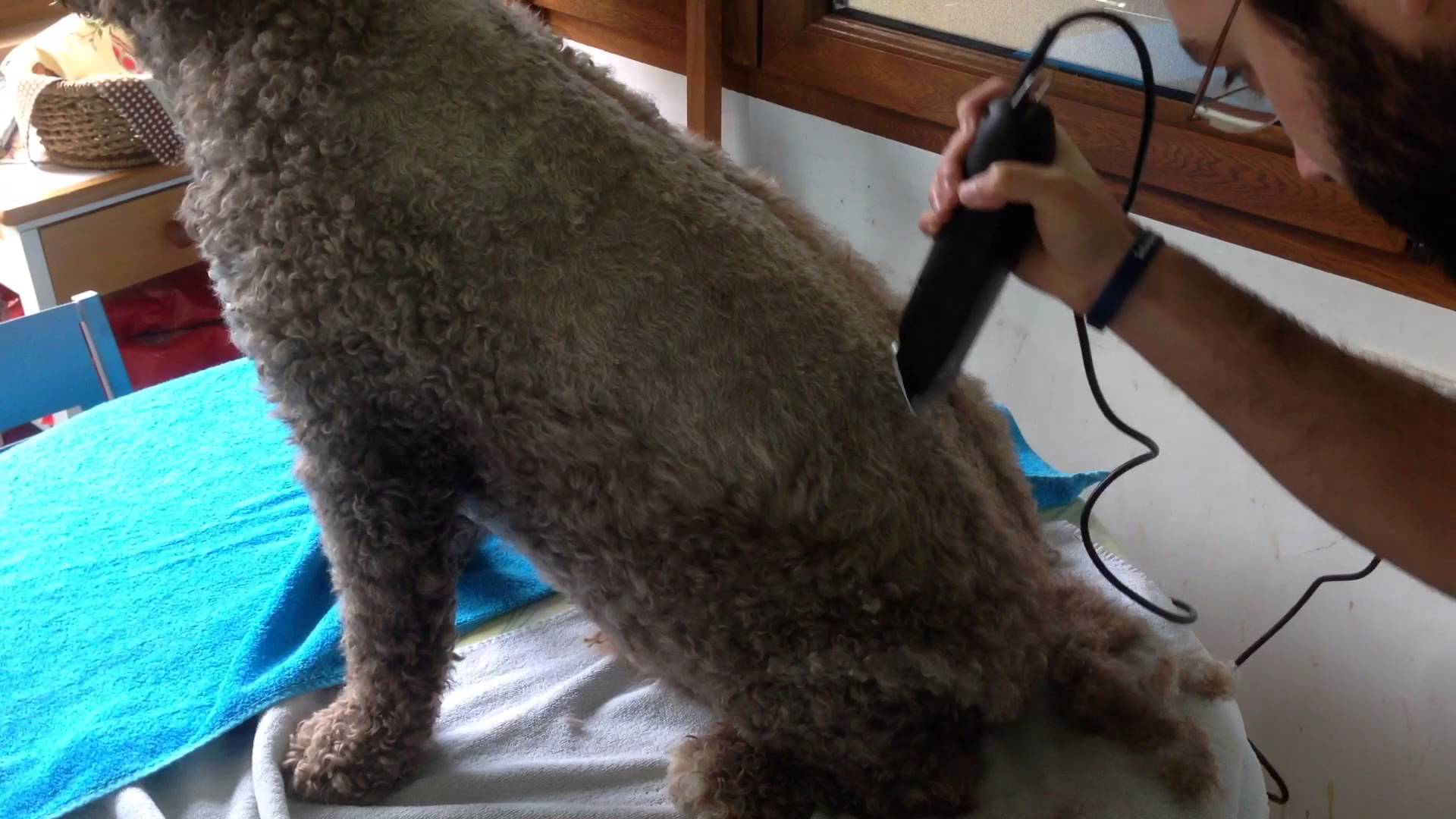 Corte pelo Perro Agua Español. Spanish Water Dog haircut. Blog sobre