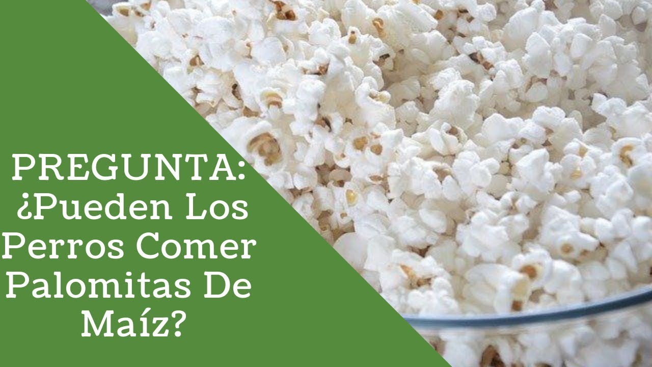 PREGUNTA ¿Los Perros Pueden Comer Palomitas De Maíz? Blog sobre Perros