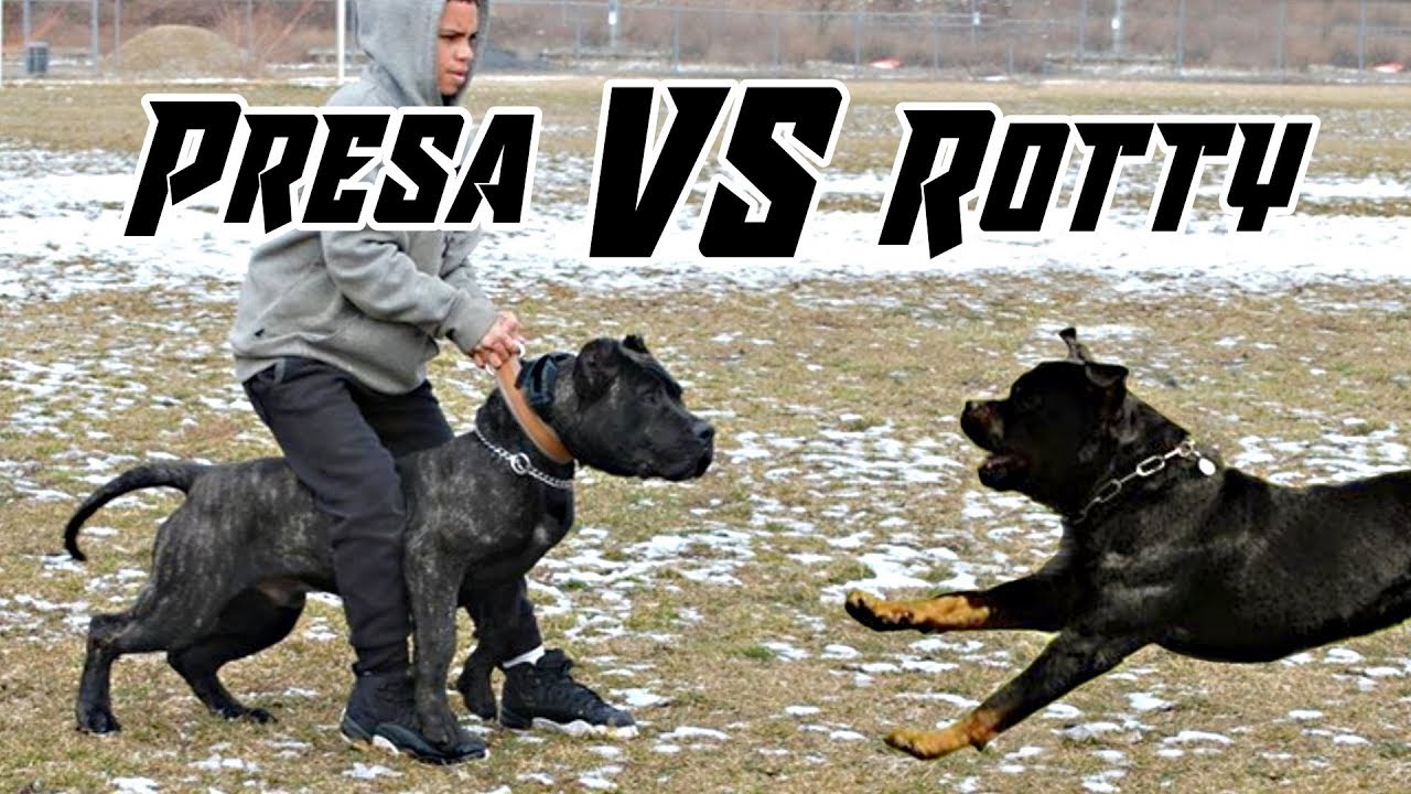 Rottweiler Vs Presa Canario Blog Sobre Perros