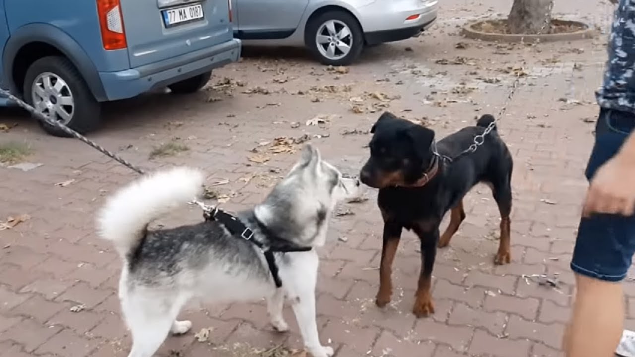 Husky VS Rottweiler - Blog sobre Perros.