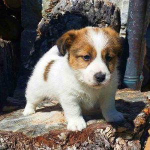 Eddie Jack Russell Terrier